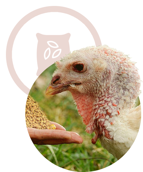 We are what we eat