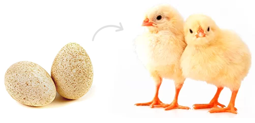 First there was an egg