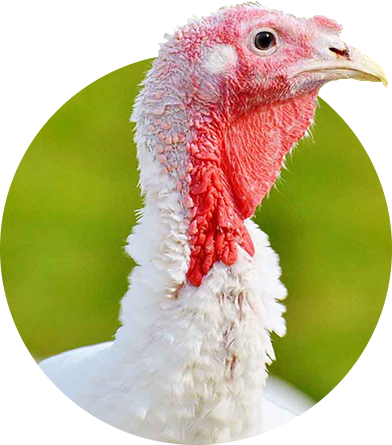 Turkey growing